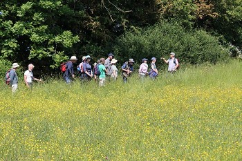 Hollybed Meadows